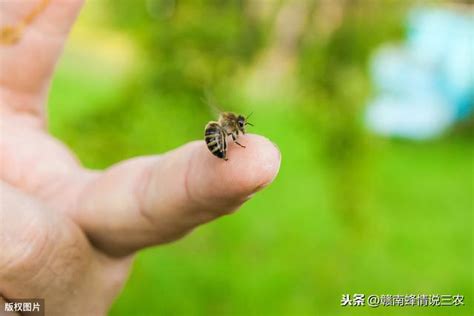 為什麼家裡有蜜蜂|蜜蜂進家裡有什麼預兆，網友們來看看